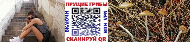 OMG вход  Боровичи  Псилоцибиновые грибы MAGIC MUSHROOMS  хочу наркоту 